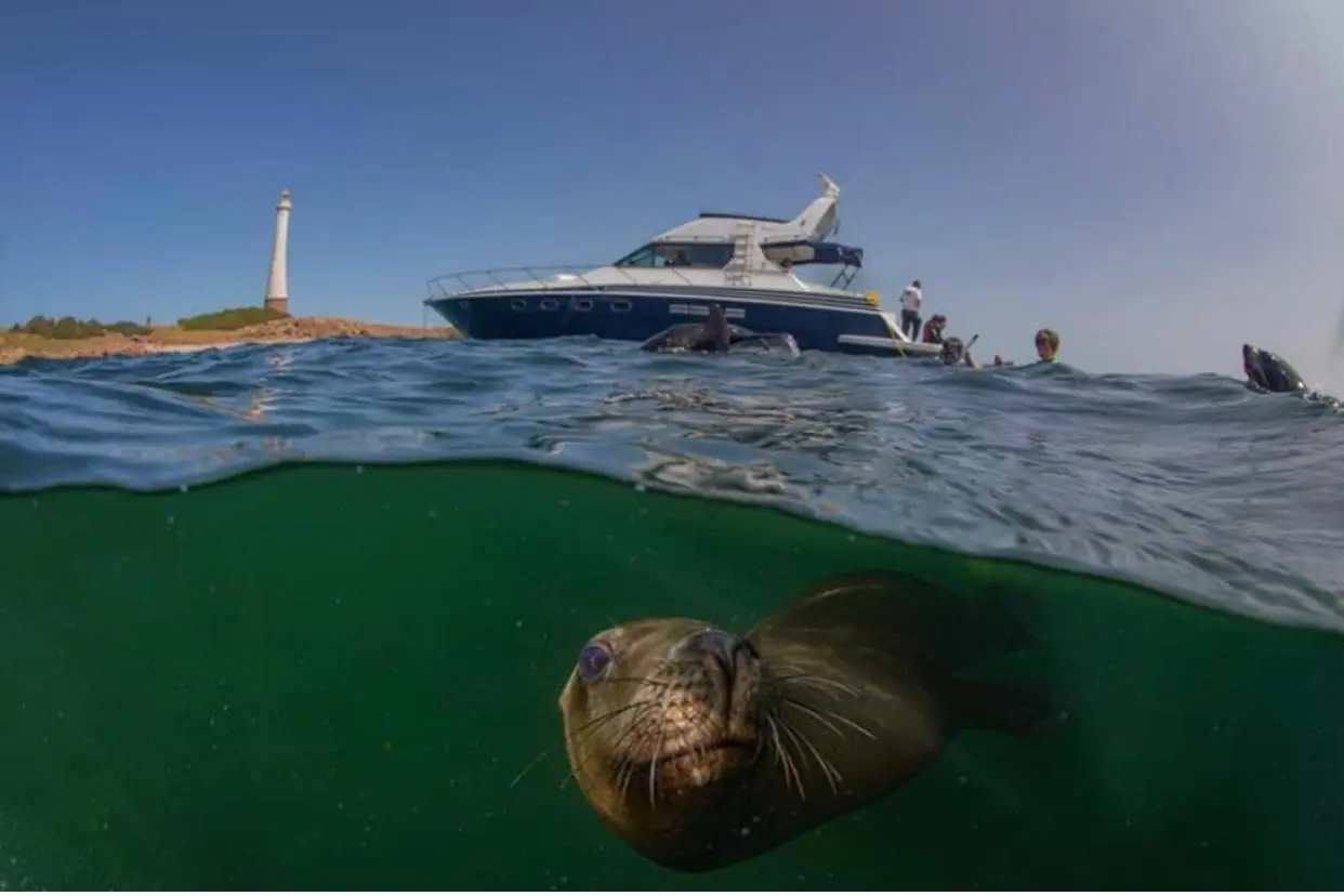 Lobo marino bajo el agua, con un yate y el faro de Isla de Lobos al fondo